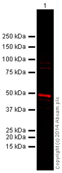 Anti-beta Tubulin antibody - Loading Control(AB6046)