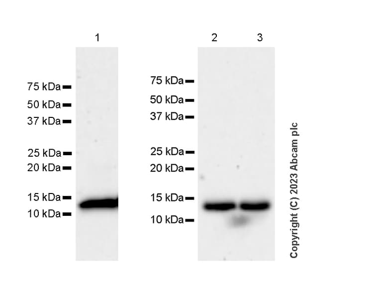 Anti-Ly6c antibody [EPR27220-23](AB314120)