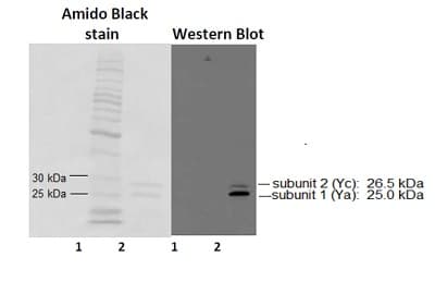Gsta1 Antibody Ab53940  Western Blot Img35604