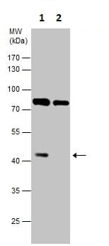Anti-GSK3 beta antibody(AB227208)