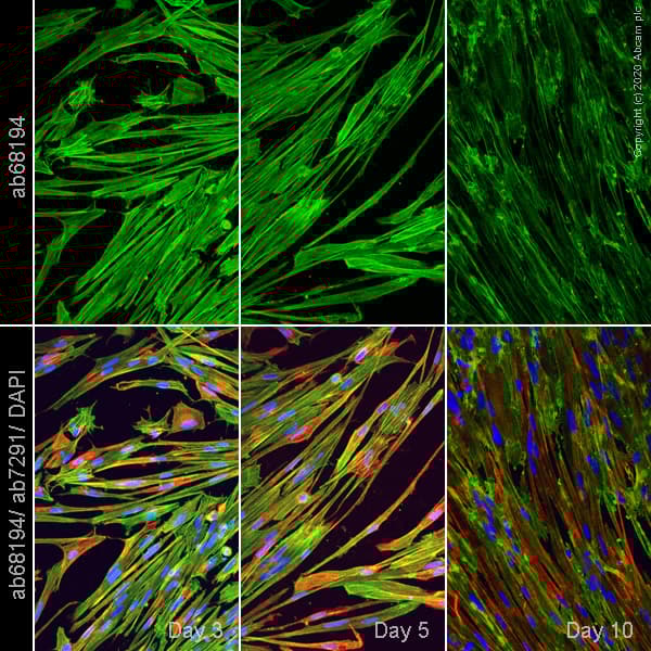 ioSkeletal Myocytes - Human iPSC derived cells(AB277612)