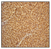 Anti-Cathepsin D antibody [EPR3057Y](ab75852)