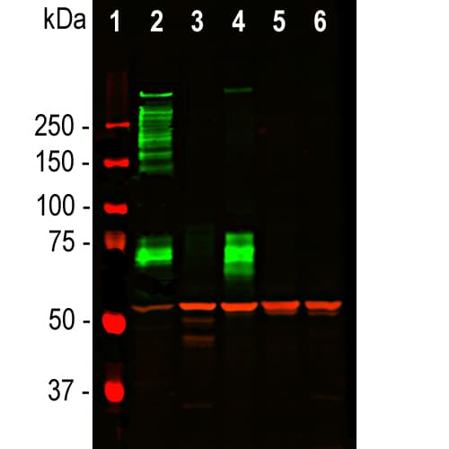 Anti-MAP2 antibody [2C4](AB315201)