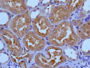 Anti-Ezrin antibody [EP886Y] - Plasma Membrane Marker(AB40839)