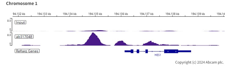 Rbpjk Antibody Rm2045 Ab317048  Chip Sequencing Img432195