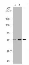 Anti-ZBTB20 antibody(AB127702)