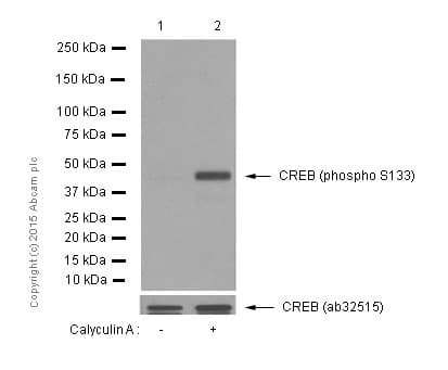 Anti-CREB (phospho S133) antibody [E113](AB32096)