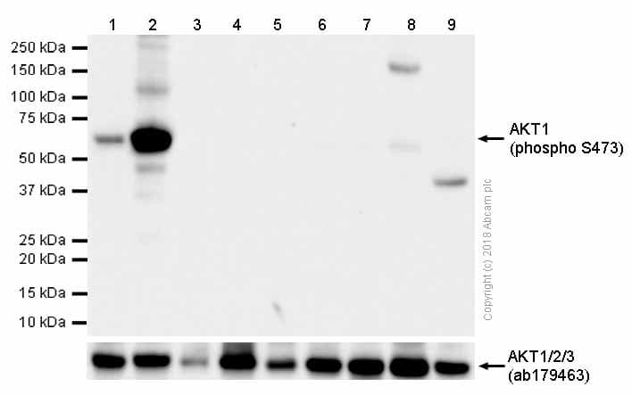 Anti-AKT1 (phospho S473) antibody [EP2109Y](AB81283)
