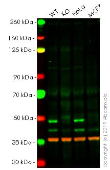 Skp2 Antibody Epr33062 Bsa And Azide Free Ab248010  Western Blot Img50620