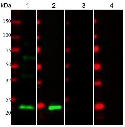 Anti-CD3 epsilon antibody(ab5690)