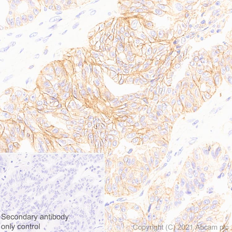 Anti-GNAS antibody [EPR24177-24] - BSA and Azide free(AB283287)