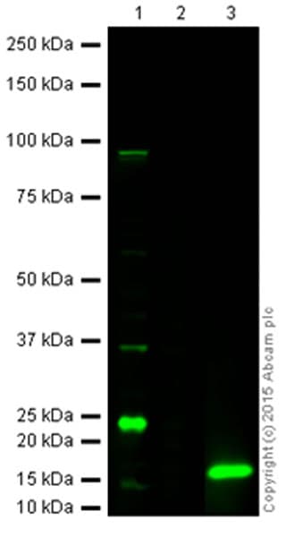 Anti-Cleaved Caspase-3 antibody(AB2302)