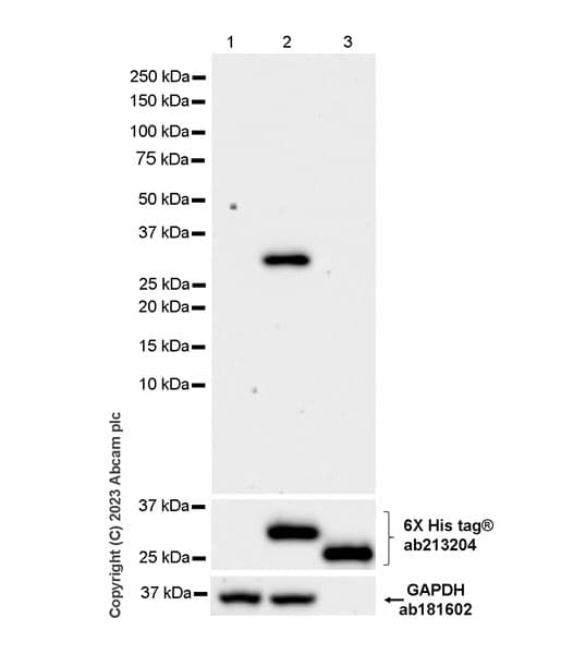 Anti-V5 tag antibody [EPR27187-61](AB309485)