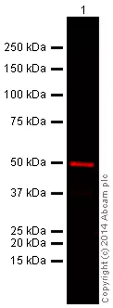 Anti-alpha Tubulin antibody [DM1A] - Loading Control(AB7291)