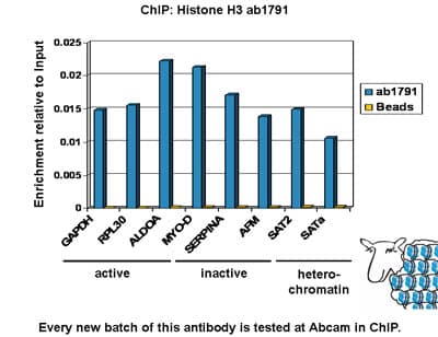Histone H3 (K9 methylation) Panel (mono methyl K9, di methyl K9, tri methyl K9)(AB113754)
