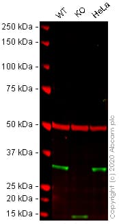 Human Fhl2 Knockout U 2 Os Cell Line Ab262496  Western Blot Img139235