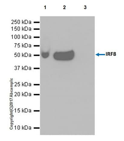 Anti-IRF8 antibody [EPR20441] - BSA and Azide free(AB251475)