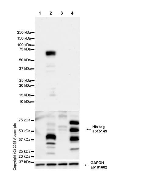 Anti-6X His tag® antibody [AD1.1.10](AB15149)