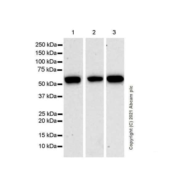 Anti-KPNA2 antibody [EPR25248-95] - BSA and Azide free(AB289866)
