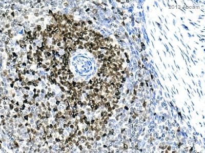 Anti-PCNA antibody(AB18197)