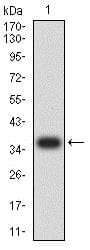Atg3 Antibody 7a1d1 Ab233560  Western Blot Img144739
