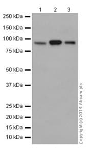 Anti-CSDE1/NRU antibody [EPR17413] - BSA and Azide free(AB251319)