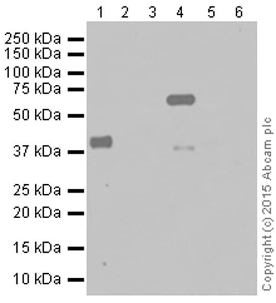 Anti-SOX2 antibody [EPR3131](AB92494)