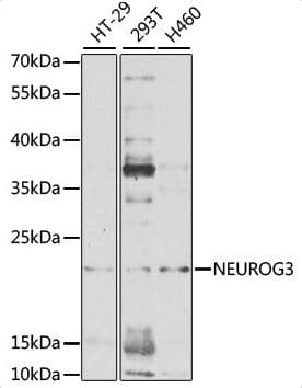 Anti-Neurogenin3/NGN-3 antibody(AB176124)