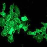 Anti-EGFR antibody [EPR39Y] - BSA and Azide free(AB239877)