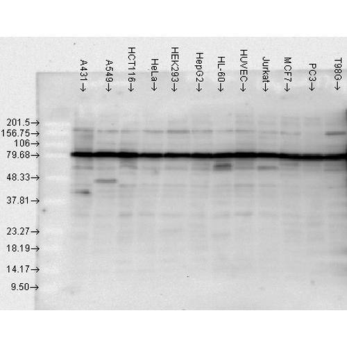 Hsp90 Antibody Ab13495  Western Blot Img101550