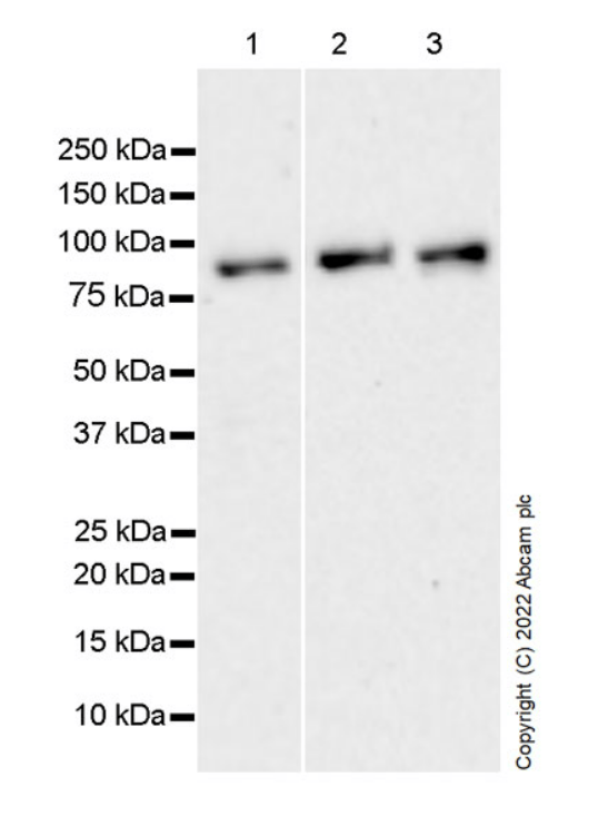 Anti-eRF3A/GSPT1 antibody [EPR27296-4](AB303524)