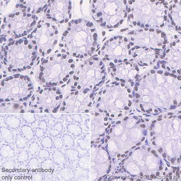Anti-Bmi1 antibody [EPR22604-160] - ChIP Grade(ab254253)