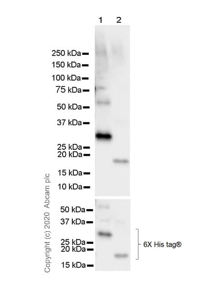 Anti-6X His tag® antibody [AD1.1.10](AB15149)