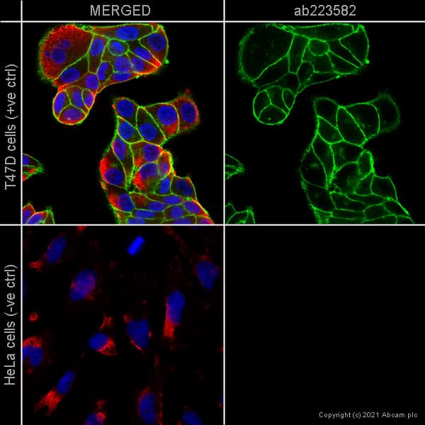 Anti-EpCAM antibody [EPR20532-225](AB223582)