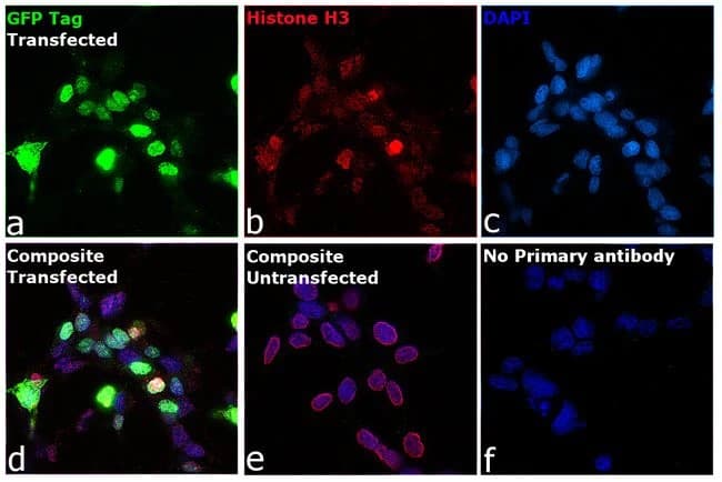 Anti-EGFP antibody [F56-6A1.2.3](AB184601)