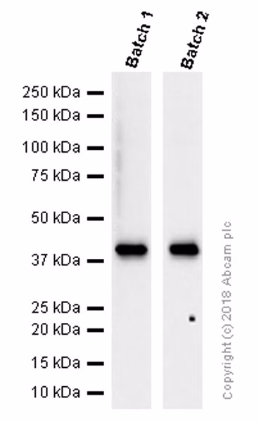 Cytokeratin 19 Antibody Ep1580y Cytoskeleton Marker Ab52625 Western Blot Img174075