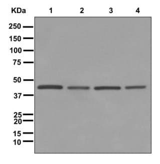 Anti-TUFM antibody [EPR12796(B)](AB175199)