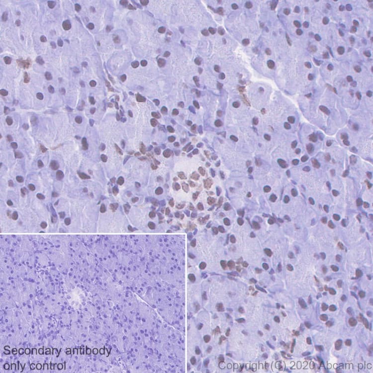 Anti-HP1 alpha antibody [EPR5777] - BSA and Azide free(AB226049)