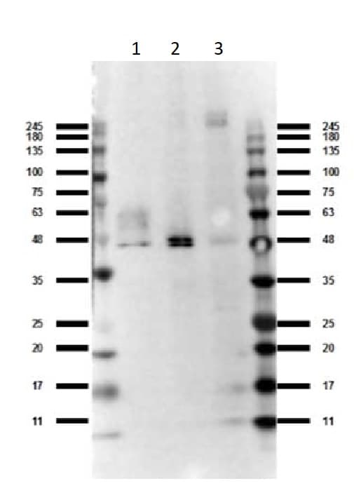 Anti-GPCR GPR120 antibody(AB263964)
