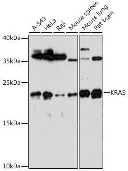 Anti-Ras antibody(AB180772)