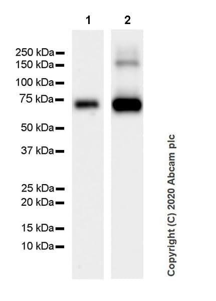 Anti-ALPPL2 antibody [EPR20905-21](AB235581)