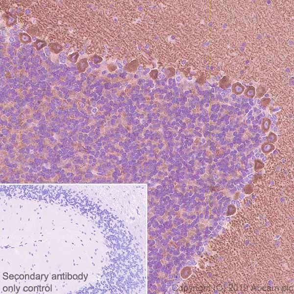 Anti-GABA B Receptor 1 antibody [EPR22954-47](AB238130)