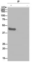 Anti-Homer1 antibody [EPR15309] - BSA and Azide free(AB232668)