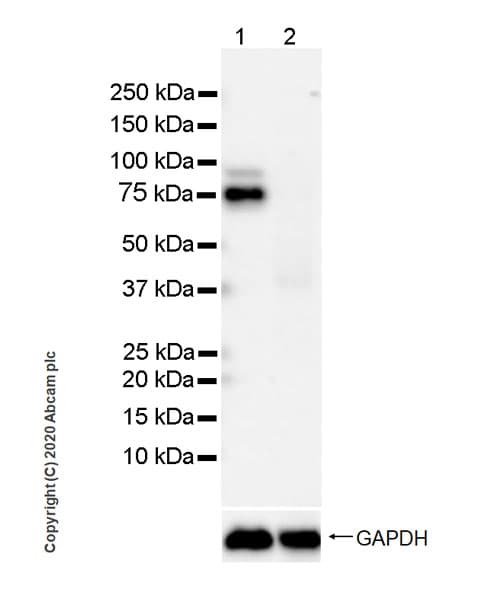 Anti-FMRP antibody [EPR23852-90] - BSA and Azide free(AB277489)