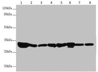 Anti-ECHS1 antibody(AB235835)