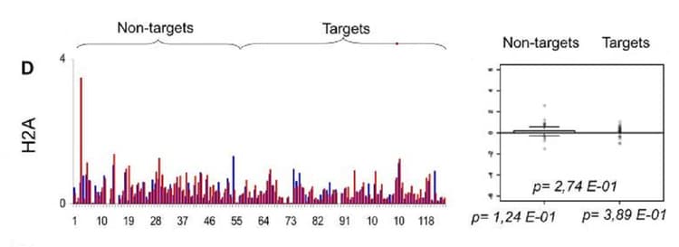 Anti-Histone H2A antibody - ChIP Grade(AB18255)