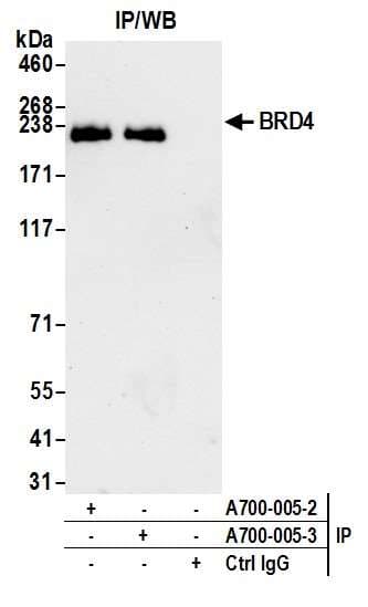 Anti-BRD4 antibody [BL-151-6F11] - BSA free(AB314054)