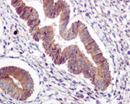 Ube2l6 Antibody Epr42672 Ab109086  Immunohistochemistry Formalin Pfa Fixed Paraffin Embedded Sections Img137338
