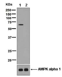 Ampk Alpha 2 Phospho S345 Antibody Epmdar6 Ab129081  Western Blot Img73896