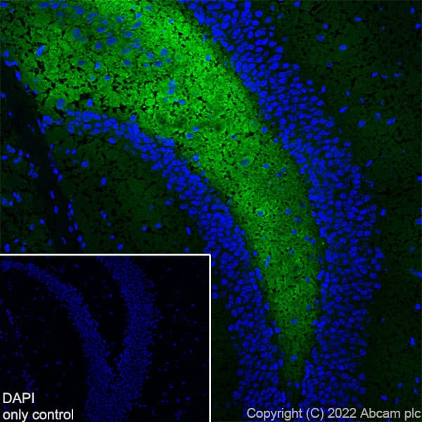 Alexa Fluor® 488 Anti-Synapsin I antibody [EPR23531-50] - Synaptic Marker(AB307130)